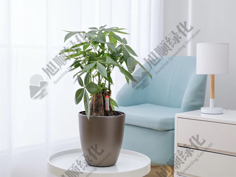 發(fā)財(cái)樹(shù)